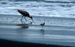 Burung Asal Siberia Cari Suhu Hangat di Indonesia