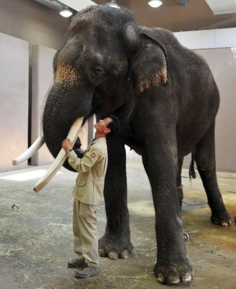 Annyeong! Gajah Ini Bisa Menirukan Bahasa Korea