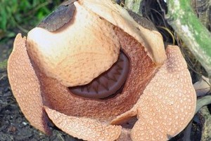Cuma 3 Hari! Bunga Rafflesia di Kebun Raya Bogor Kembali Mekar