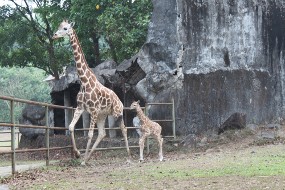 Taman Safari Prigen II Miliki Jerapah Baru