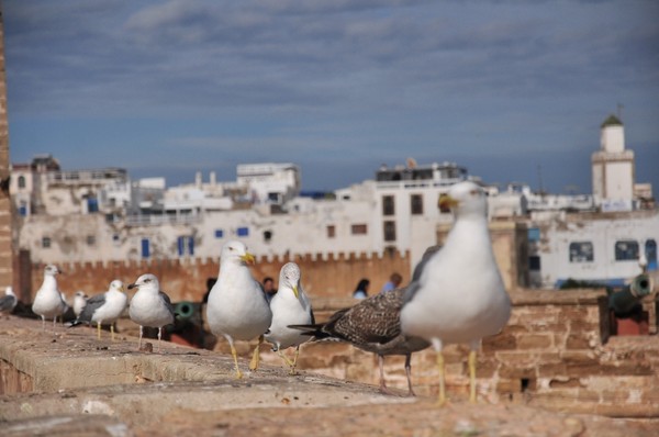 Essaouira Kota Kecil Paling Cantik Di Maroko