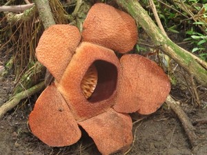 Ini Dia Bentuk Bunga Rafflesia Patma yang Langka