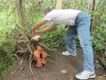 Rafflesia Patma, Satu Lagi Bunga Langka Asli Indonesia