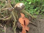 Rafflesia Patma, Satu Lagi Bunga Langka Asli Indonesia