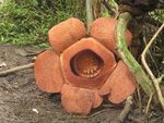 Rafflesia Patma, Satu Lagi Bunga Langka Asli Indonesia
