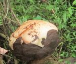 Rafflesia Patma, Satu Lagi Bunga Langka Asli Indonesia