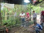 Rafflesia Patma, Satu Lagi Bunga Langka Asli Indonesia