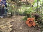 Rafflesia Patma, Satu Lagi Bunga Langka Asli Indonesia