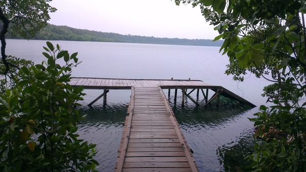 Aiiih! Lucunya Ubur-ubur Tanpa Sengat di Danau Kakaban