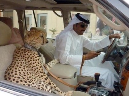 Wow, Pengendara Ini Ajak Cheetah Naik Lexus LX470