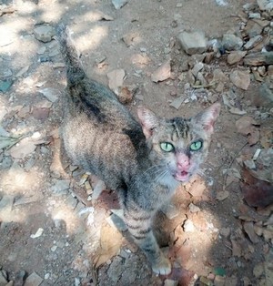 Alasan Kebersihan, Dinas Peternakan Jakut Ciduk 424 Ekor Kucing Liar