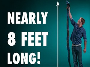 Wouw! Permen Ular Phyton Ini Panjangnya 244 cm!