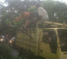 Ada Pohon Tumbang Akibat Ditabrak Truk, Jl Kavling Polri Tersendat