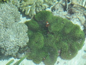 Ssst! Mereka Bersembunyi di Raja Ampat