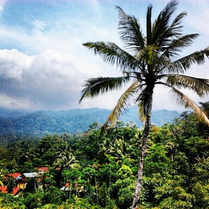 Pohon Kelapa