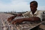 Kebutuhan Ikan Asin Capai 4 Ton Perhari