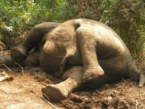 Lagi, 3 Ekor Gajah Liar Ditemukan Mati Tak Wajar di Riau