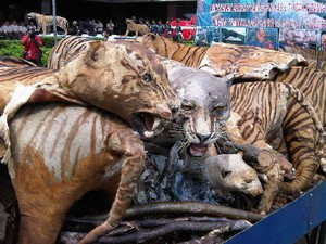 15 Harimau, 2 Beruang, dan 22 Cendrawasih Awetan Dimusnahkan Kemenhut