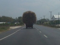 Truk ini mengangkut rumput hingga seperti berambut gondrong (melewati kapasitas). Cukup berbahaya jika angin kencang. Anda akan banyak temui di jalan antara Tuban - Lamongan.(foto: Dedy Widjaya).