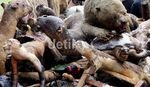 Ini Dia Satwa Langka Ilegal yang Dimusnahkan