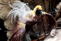 Seekor burung cenderawasih kondisinya sangat membuat miris siapa saja. Burung ini merupakan hewan langka yang dilindungi.