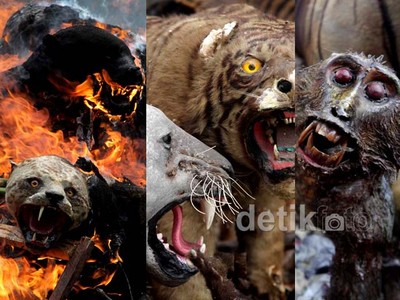 Ini Dia Satwa Langka Ilegal yang Dimusnahkan