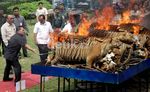 258 Satwa Langka Ilegal yang Diawetkan Dibakar