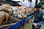 258 Satwa Langka Ilegal yang Diawetkan Dibakar
