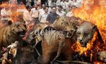 258 Satwa Langka Ilegal yang Diawetkan Dibakar