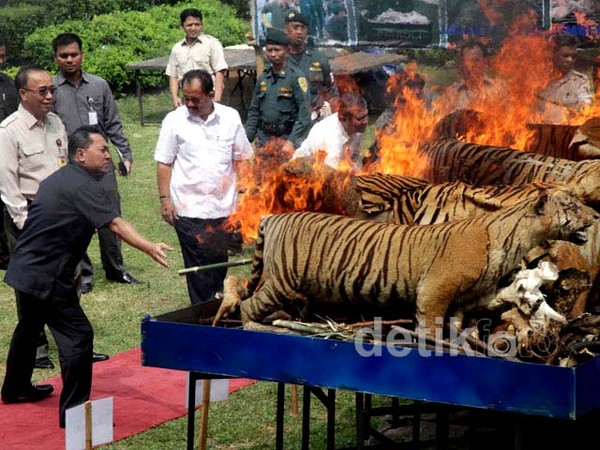 258 Satwa Langka Ilegal yang Diawetkan Dibakar