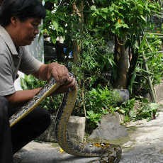 Warga Semarang Temukan Ular Piton, Pawang Digigit