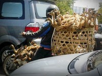 Bebek numpang motor bebek di tengah kemacetan kota Bandung. (Foto: Moch Nurdin Ismail)