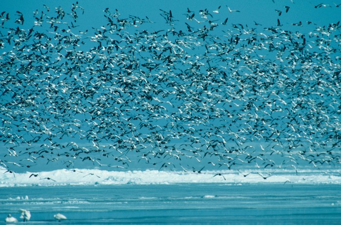 Aneh Tapi Nyata, Ada Hujan Burung di Inggris