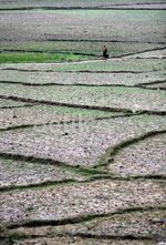 Berburu Air Bersih di Sumba