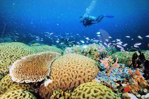5 Alasan Halmahera Barat Patut Menjadi Tujuan Liburan Anda