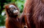 Menjajal Rute Seru untuk Bertemu Orangutan