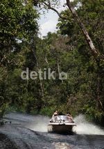 Menjajal Rute Seru untuk Bertemu Orangutan