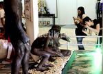 Koleksi Museum Sangiran Mejeng di di Mal