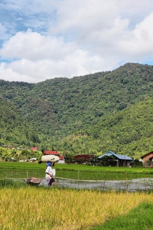 Kamang, hijau nan memukau
