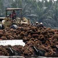 Pengusaha Malas Bisnis Biofuel Karena Harga BBM Subsidi Murah