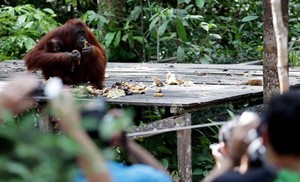 Alam Liar Kalimantan, Diterkam Buaya atau Dicakar Orangutan