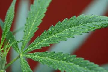 Ini Cara Cerdas Dapat Untung dari Legalisasi Ganja