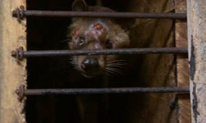 Waduh! Aktivis Penyayang Binatang Persoalkan Kopi Luwak