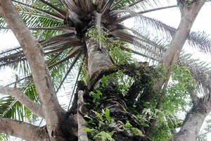Ajaib! Pohon Beringin Ini Memeluk Kelapa
