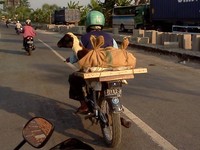 Ojek dengan penumpang kambing (Foto: Saproni)