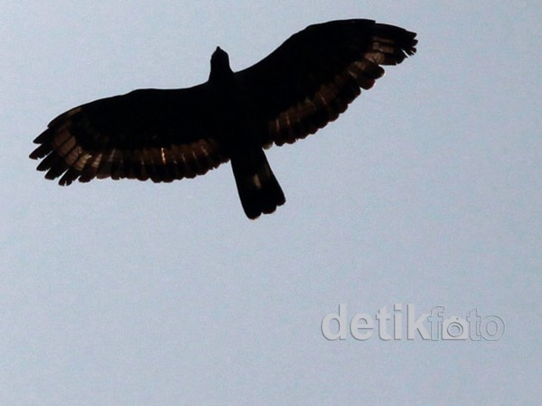 Memburu Jejak Elang di Gunung Slamet