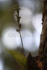 Mengintip Koleksi Flora dan Fauna Gunung Slamet