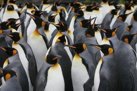 Wuih! Fosil Penguin Raksasa Ditemukan di Antartika