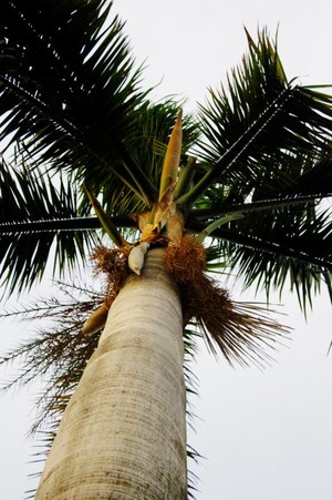 Pohon Palem