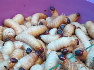 Makan Ulat Sagu, Kenyal Tapi Enak!